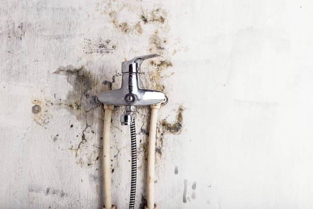 Best Black Mold Removal  in Comanche, TX