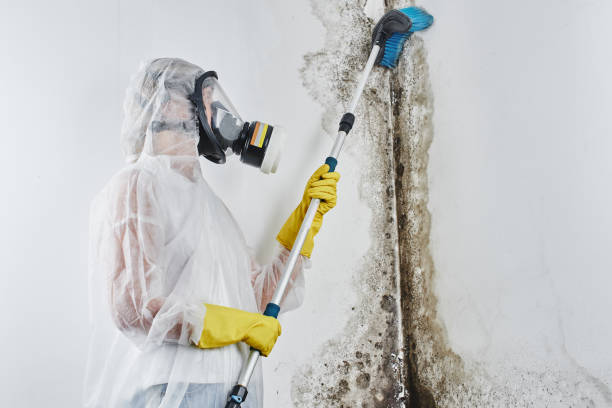Best Home Mold Removal  in Comanche, TX