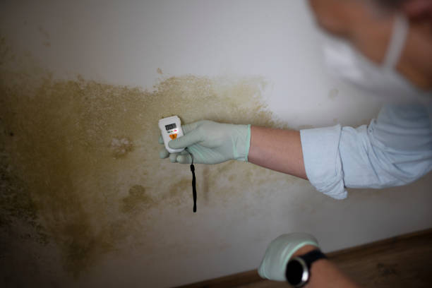 Best Mold Removal and Inspection  in Comanche, TX