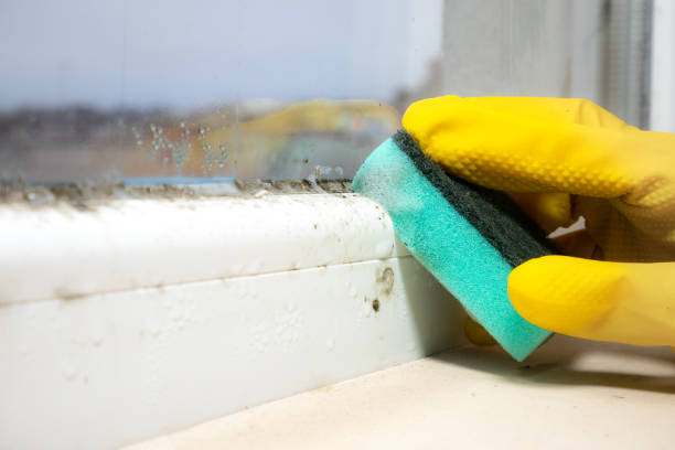 Best Black Mold Removal  in Comanche, TX