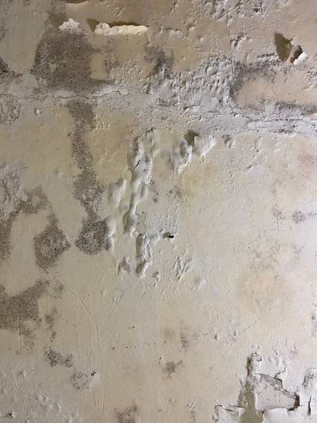 Best Professional Mold Removal  in Comanche, TX