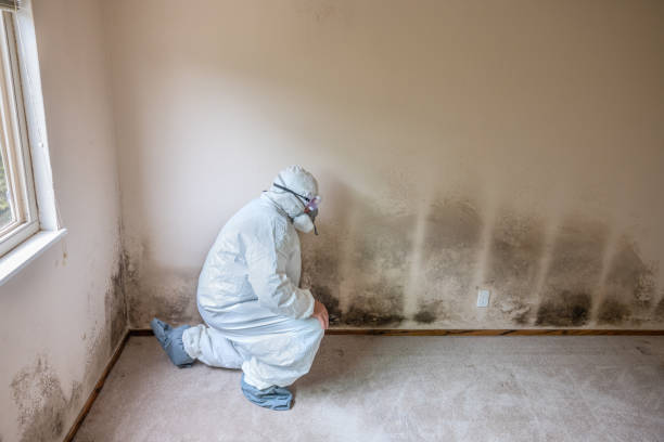 Professional Mold Removal in Comanche, TX