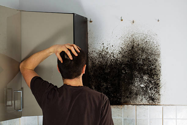 Best Professional Mold Removal  in Comanche, TX