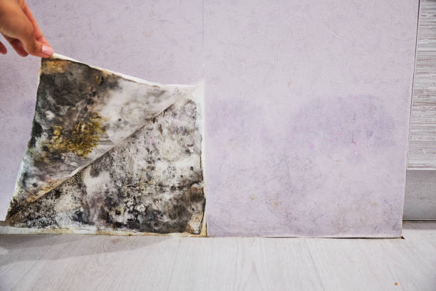 Mold Removal and Inspection in Comanche, TX